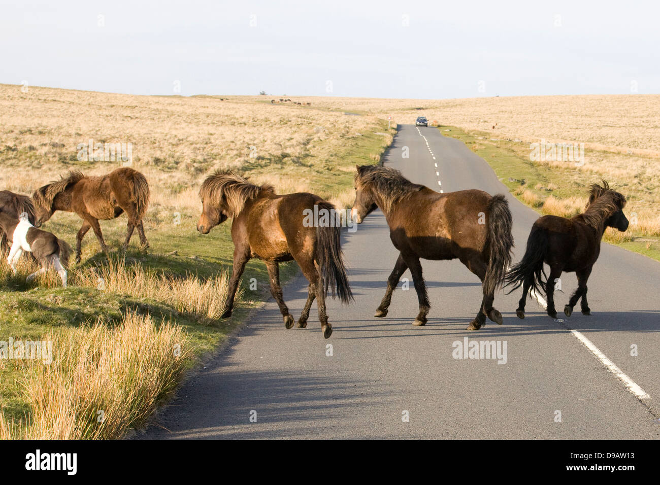 Dartmoor Hill Ponies Dartmoor national park Devon England Stock Photo