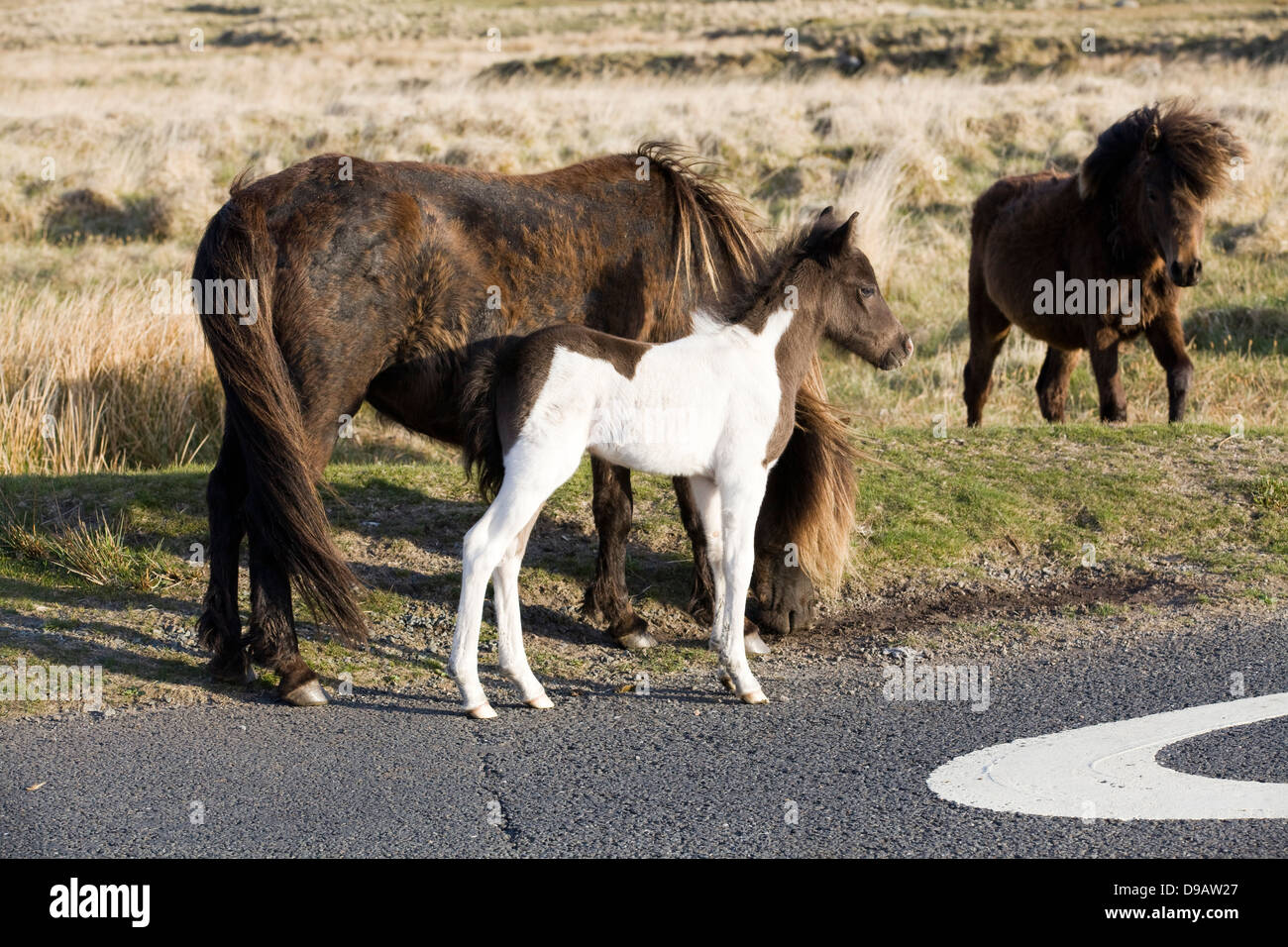 Dartmoor Hill Ponies Dartmoor national park Devon England Stock Photo Alamy