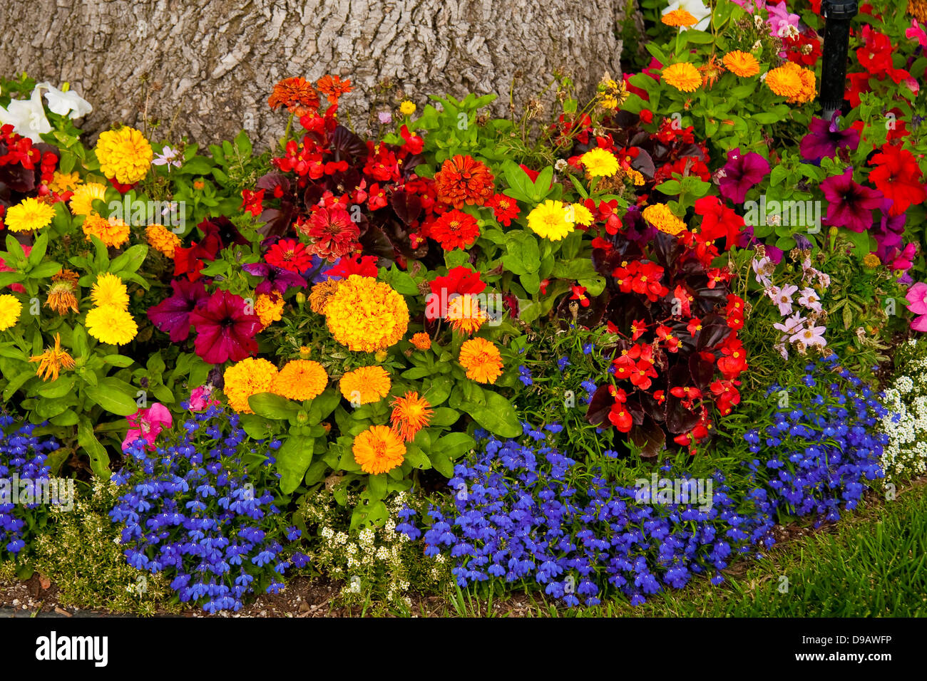 flower garden Stock Photo