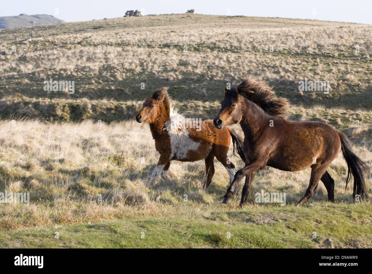 Dartmoor Hill Ponies Dartmoor national park Devon England Stock Photo
