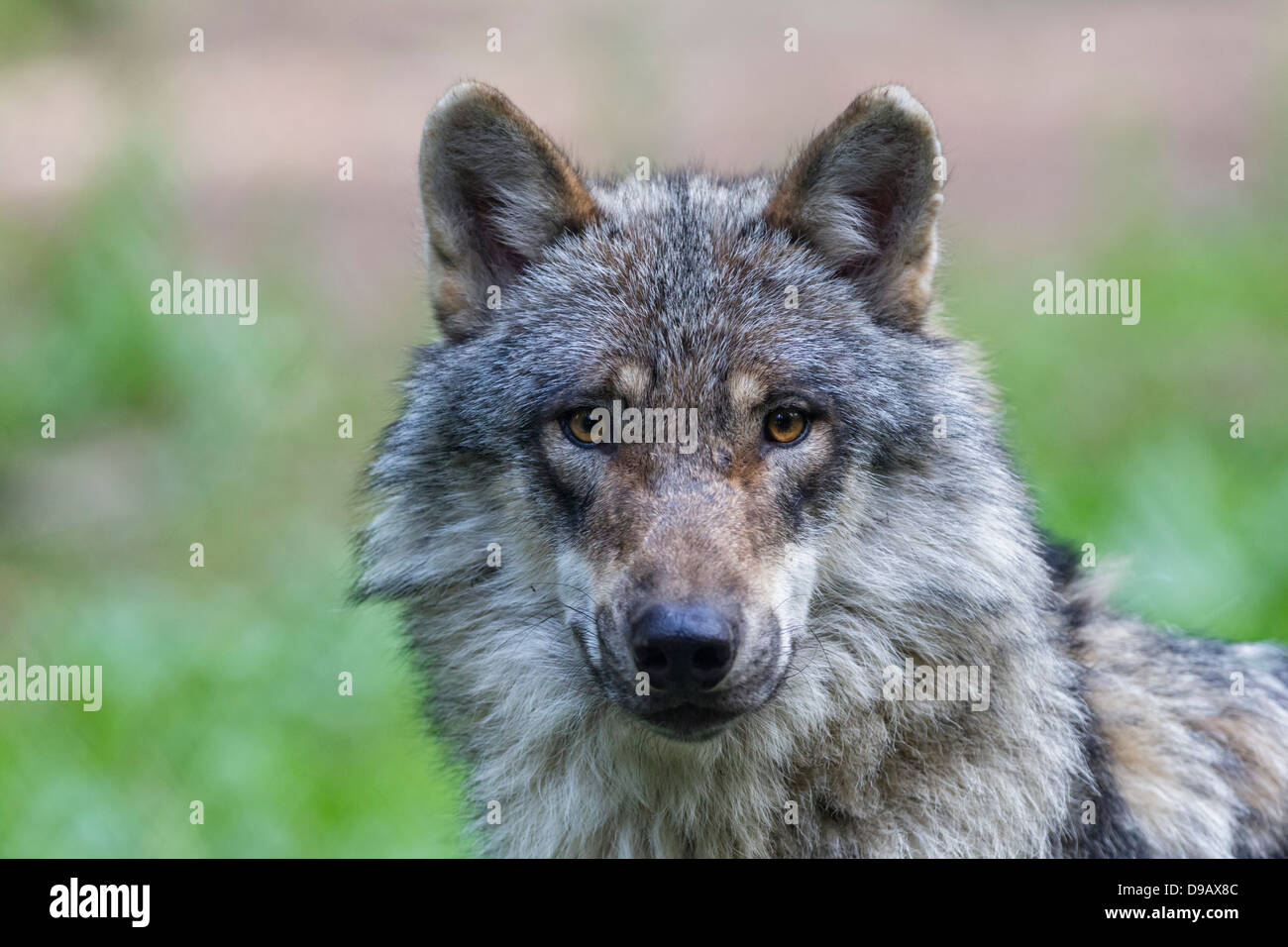 Germany, Bavaria, Gray wolf in forest Stock Photo - Alamy