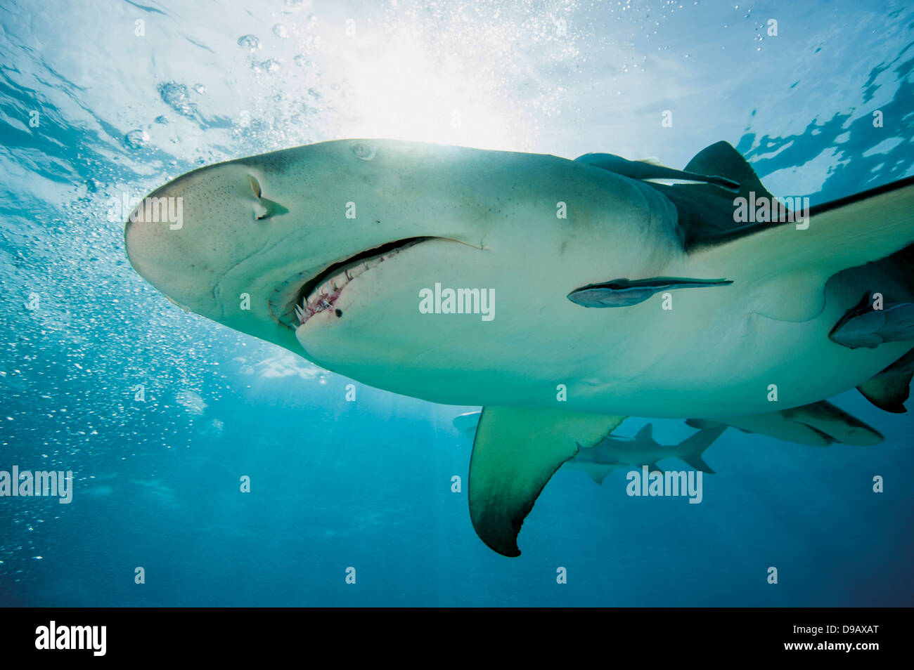 Bahamas, Lemon shark in Atlantic ocean Stock Photo
