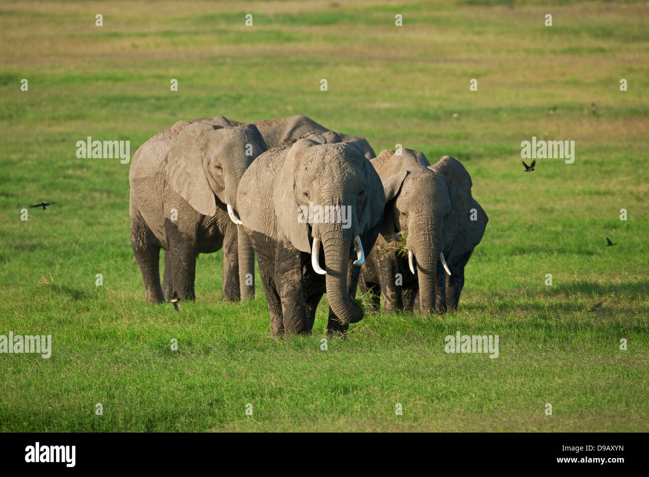 Elephant in the warm evening light, Amboseli, Kenya Stock Photo