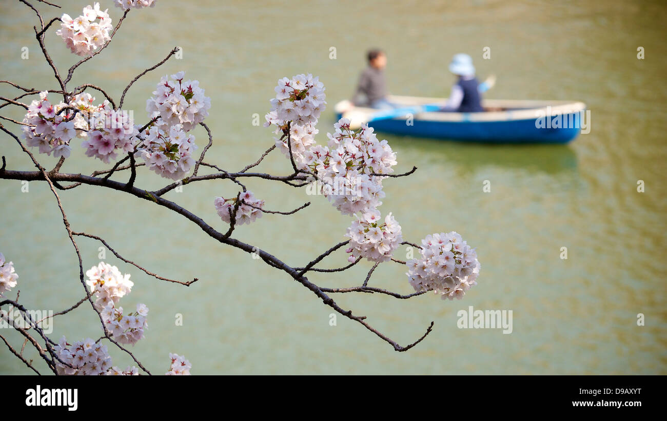 Cherry Blossom Viewing and Boating at Chidorigafuchi Ryokudo, Chiyoda, Tokyo Stock Photo