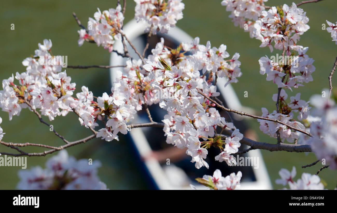 Cherry Blossom Viewing and Boating at Chidorigafuchi Ryokudo, Chiyoda, Tokyo Stock Photo