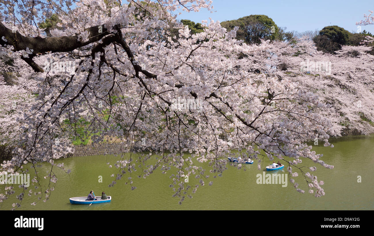 Cherry Blossom Viewing and Boating at Chidorigafuchi Ryokudo, Chiyoda, Tokyo Stock Photo