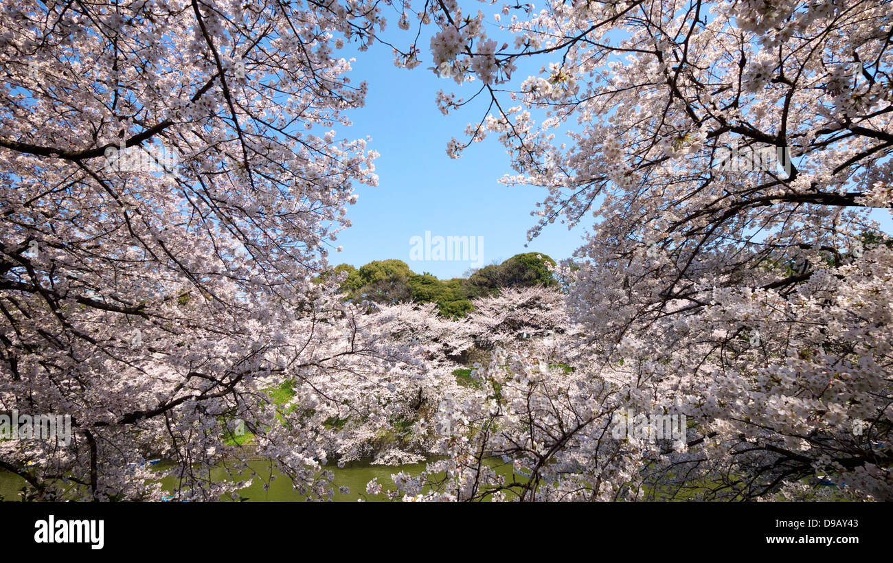 Cherry Blossom Viewing and Boating at Chidorigafuchi Ryokudo, Chiyoda, Tokyo Stock Photo