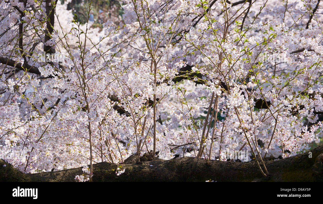 Cherry Blossom Viewing and Boating at Chidorigafuchi Ryokudo, Chiyoda, Tokyo Stock Photo