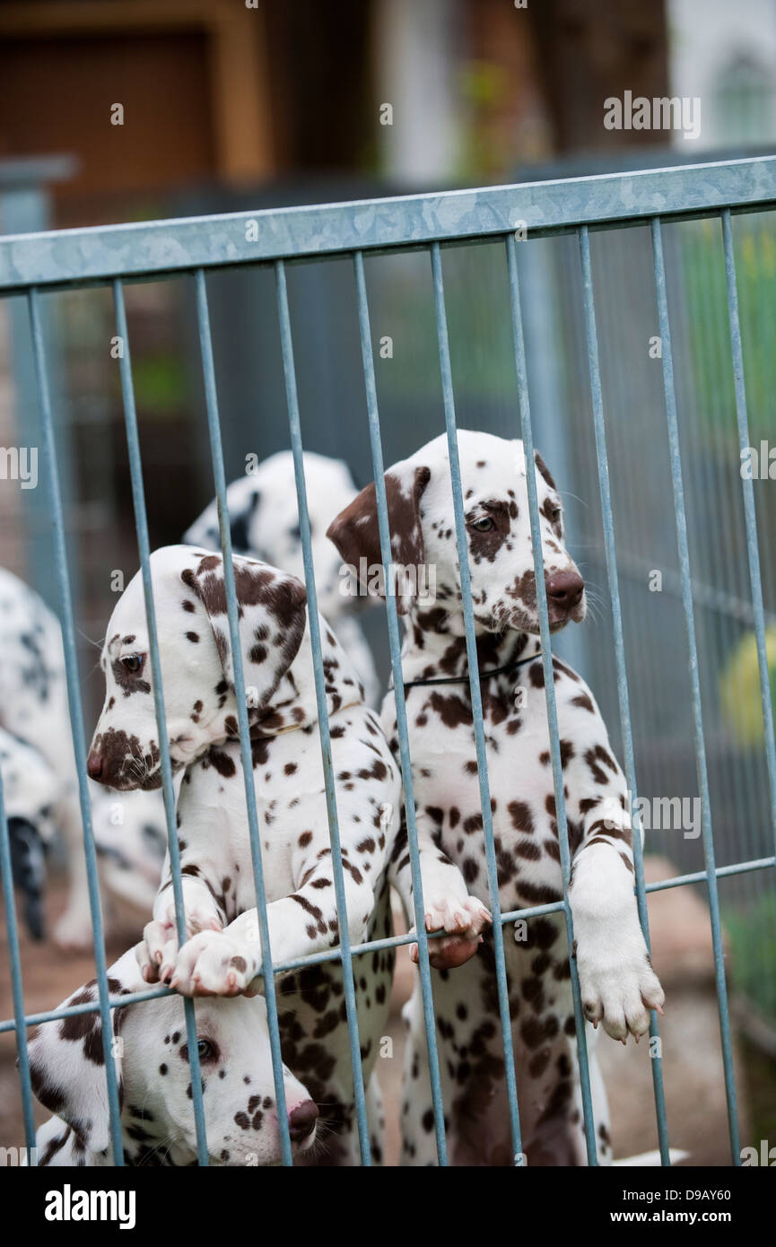 Dalmatian puppies at the breeder Stock Photo
