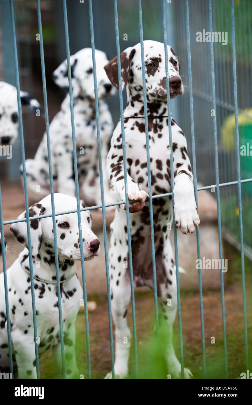 Dalmatian puppies at the breeder Stock Photo