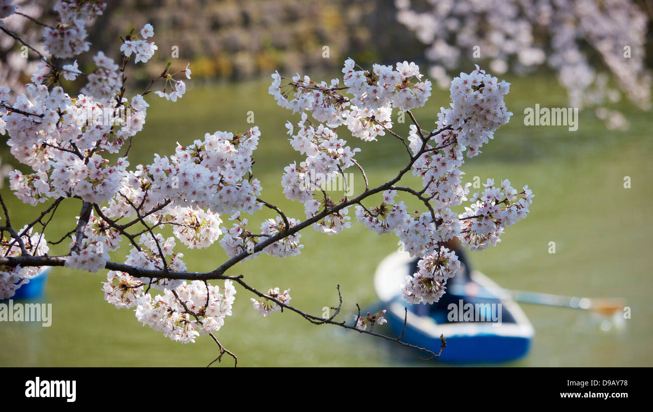 Cherry Blossom Viewing and Boating at Chidorigafuchi Ryokudo, Chiyoda, Tokyo Stock Photo
