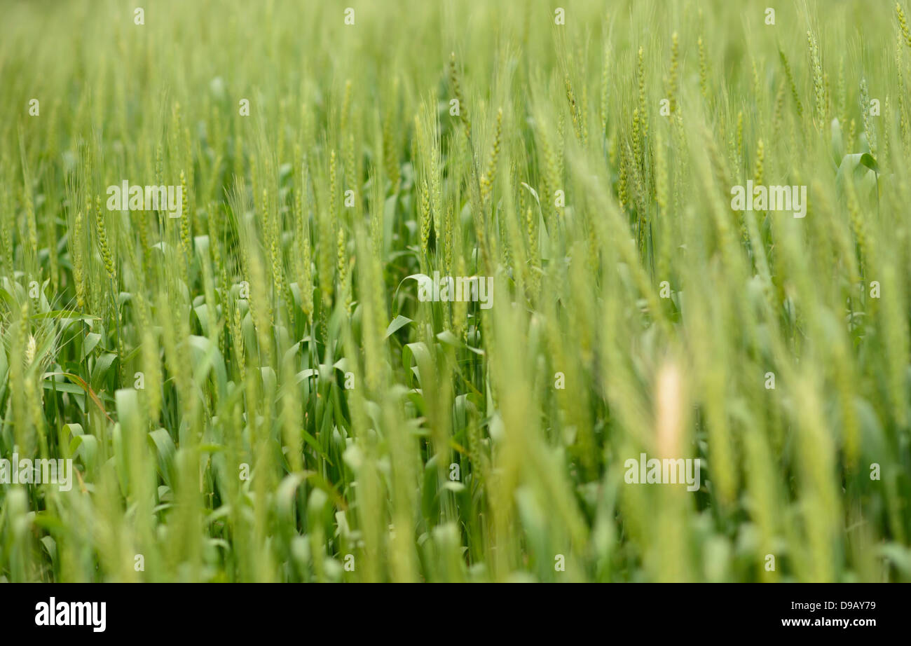 Bhutan, Wheat grain field, close up Stock Photo Alamy
