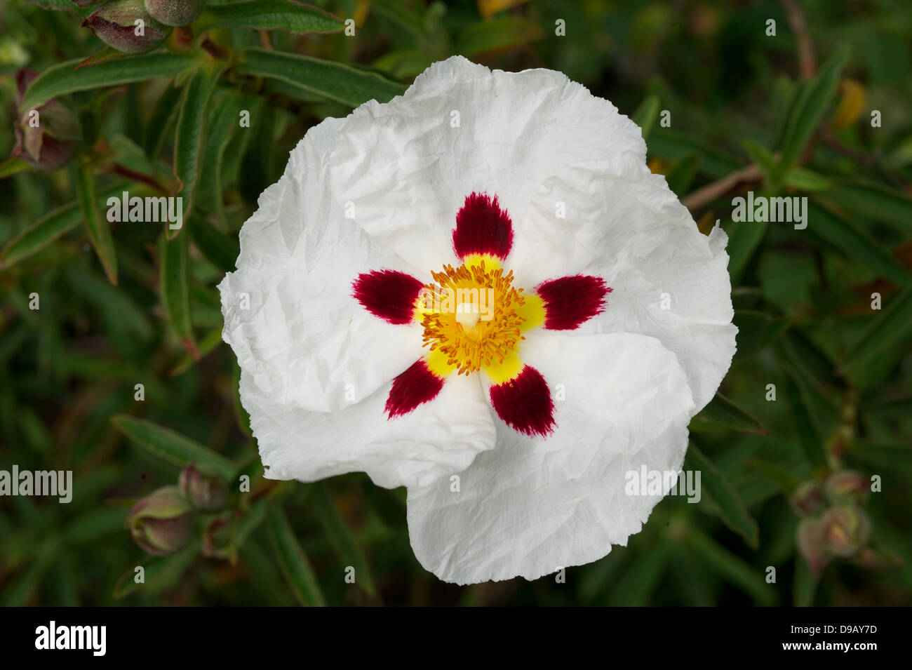 Cistus is a genus of flowering plants in the rockrose family Cistaceae Stock Photo