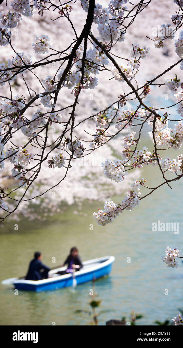 Cherry Blossom Viewing and Boating at Chidorigafuchi Ryokudo, Chiyoda, Tokyo Stock Photo