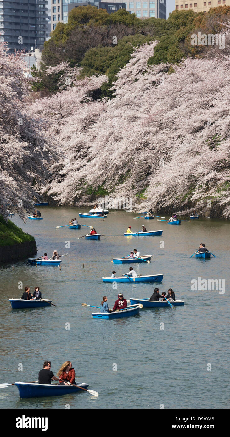 Cherry Blossom Viewing and Boating at Chidorigafuchi Ryokudo, Chiyoda, Tokyo Stock Photo