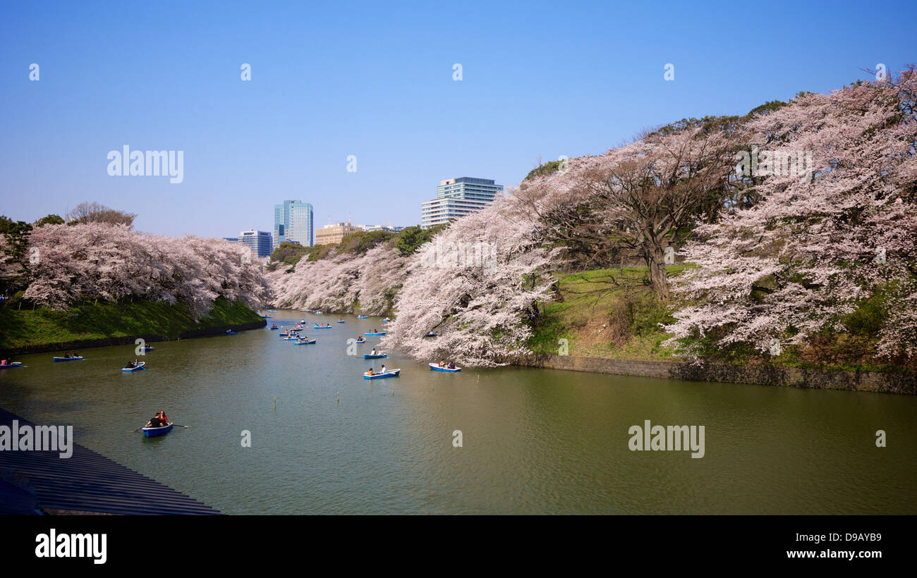 Cherry Blossom Viewing and Boating at Chidorigafuchi Ryokudo, Chiyoda, Tokyo Stock Photo