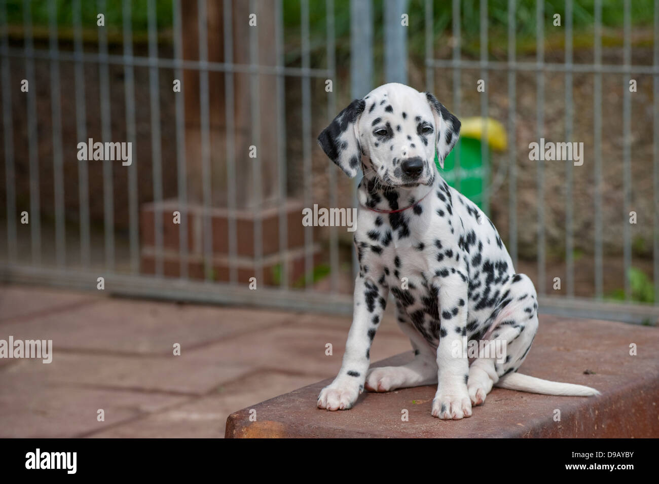Dalmatian puppy at the breeder Stock Photo