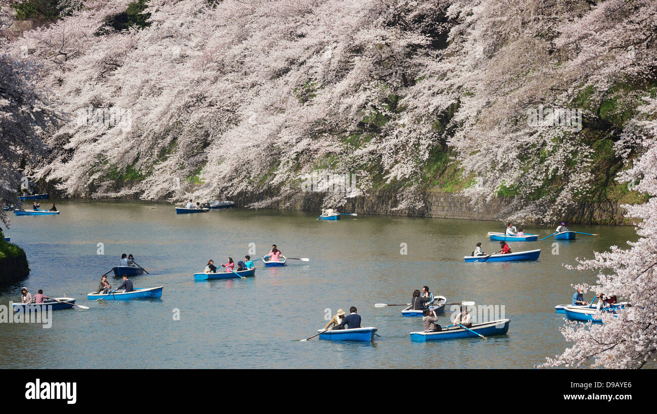 Cherry Blossom Viewing and Boating at Chidorigafuchi Ryokudo, Chiyoda, Tokyo Stock Photo