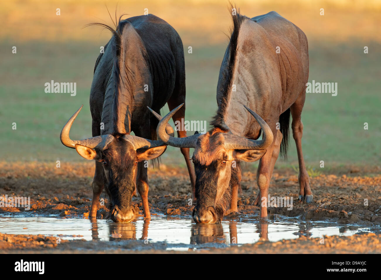 Blue wildebeest (Connochaetes taurinus) drinking water, Kalahari desert, South Africa Stock Photo
