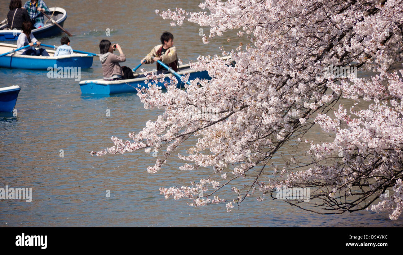 Cherry Blossom Viewing and Boating at Chidorigafuchi Ryokudo, Chiyoda, Tokyo Stock Photo