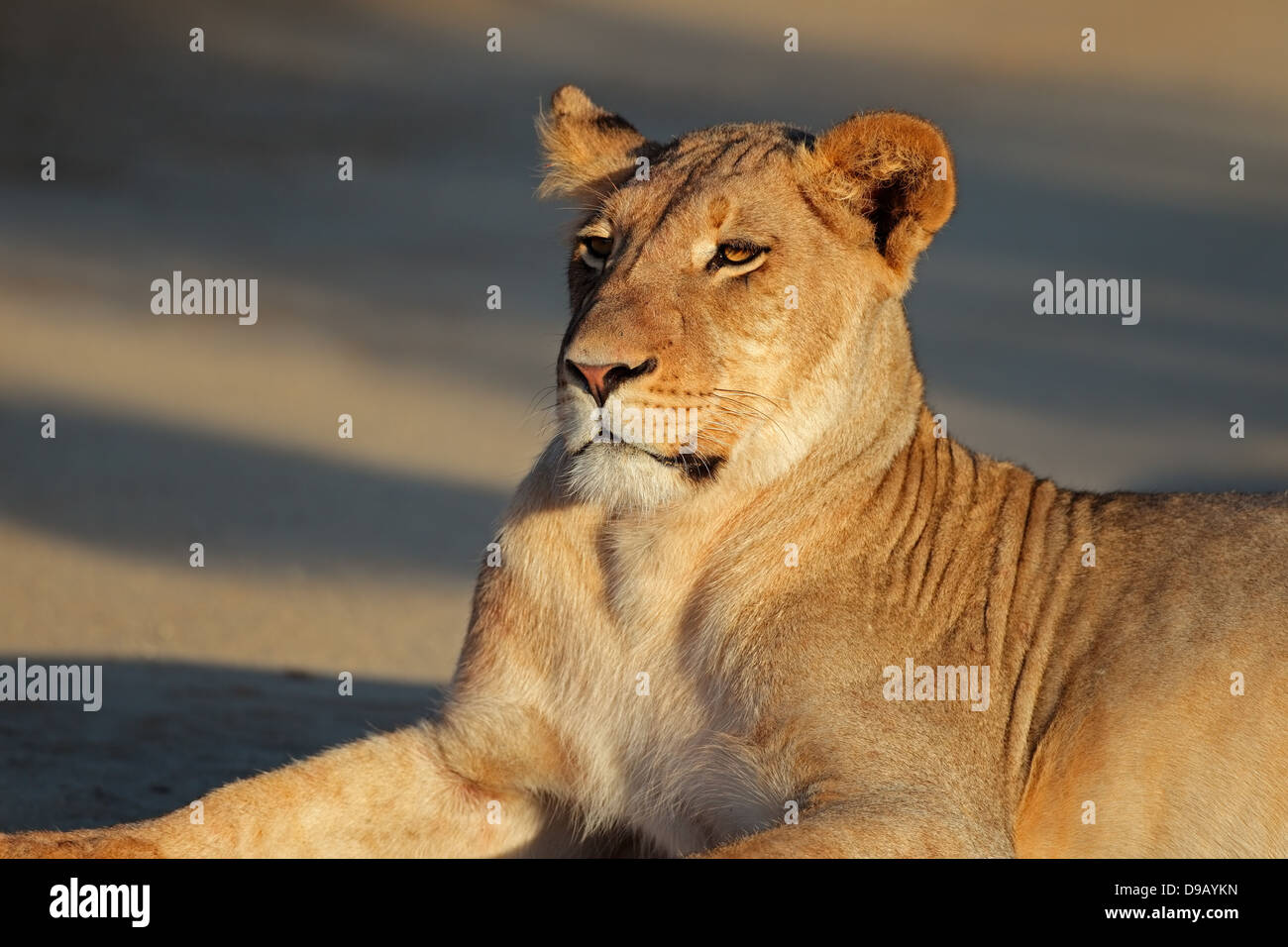 Portrait of a resting lioness (Panthera leo), Kalahari desert, South Africa Stock Photo
