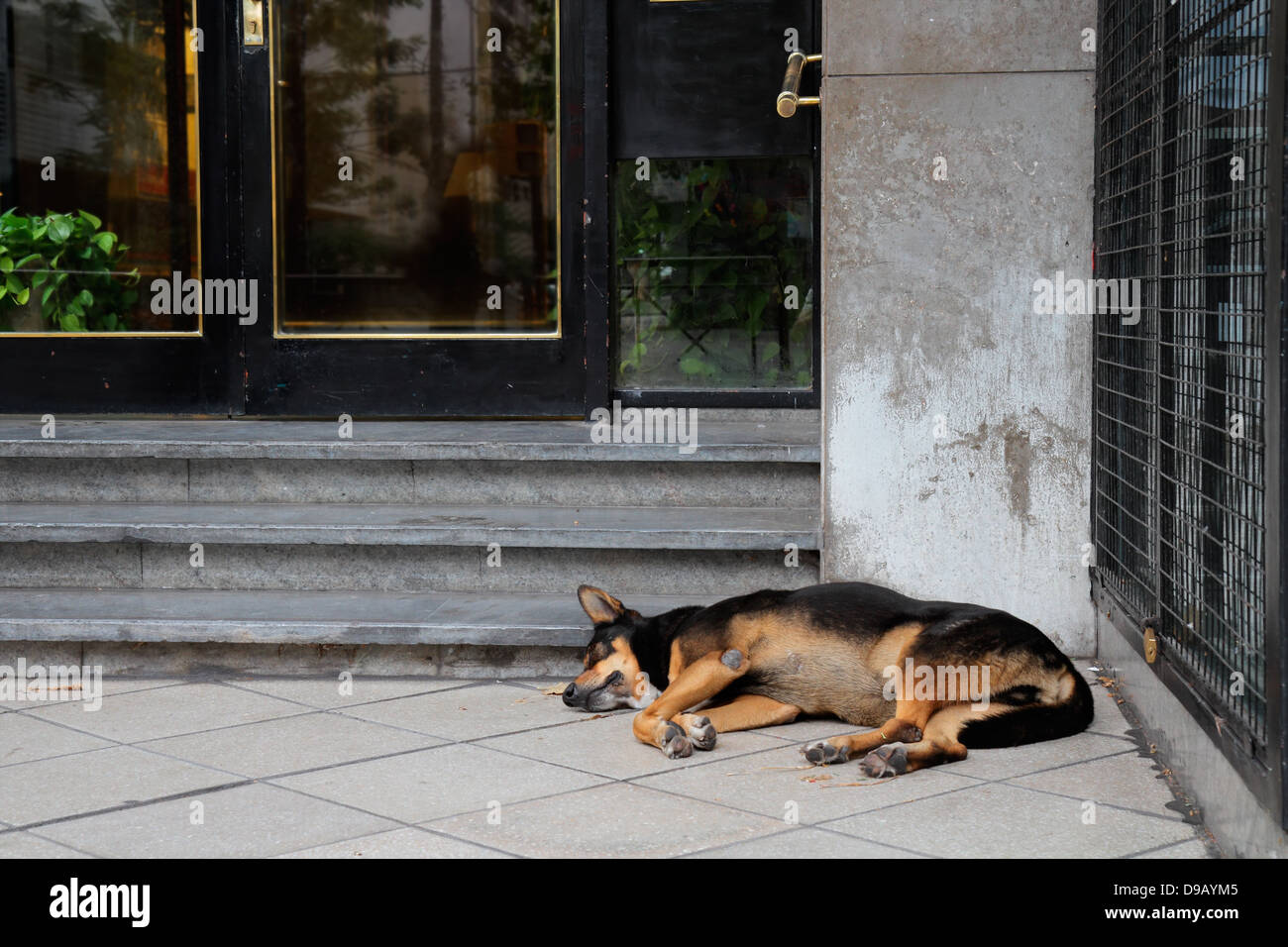 Homeless, stray street dog sleeping in front of a city building Stock Photo