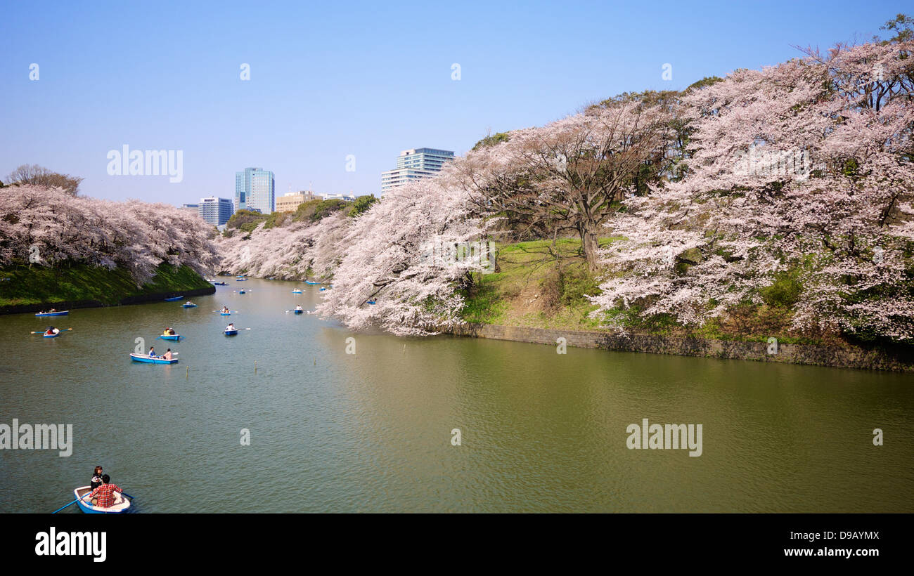 Cherry Blossom Viewing and Boating at Chidorigafuchi Ryokudo, Chiyoda, Tokyo Stock Photo