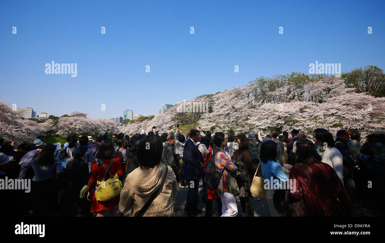 Cherry Blossom Viewing and Boating at Chidorigafuchi Ryokudo, Chiyoda, Tokyo Stock Photo