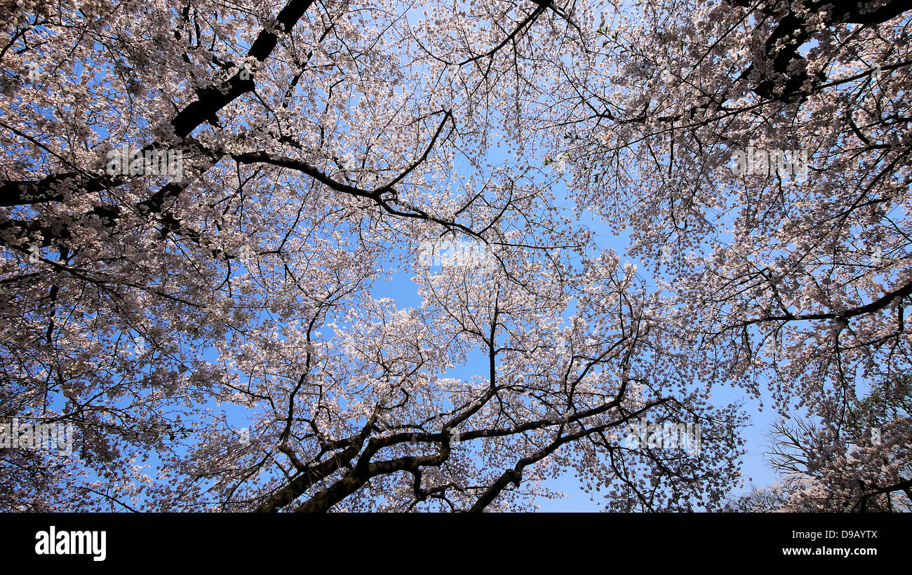 Cherry Blossom Viewing and Boating at Chidorigafuchi Ryokudo, Chiyoda, Tokyo Stock Photo