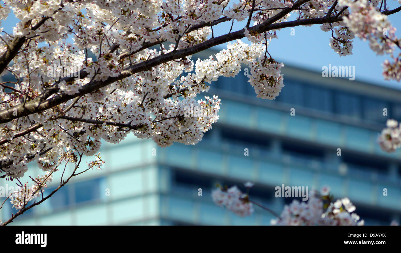 Cherry Blossom Viewing and Boating at Chidorigafuchi Ryokudo, Chiyoda, Tokyo Stock Photo