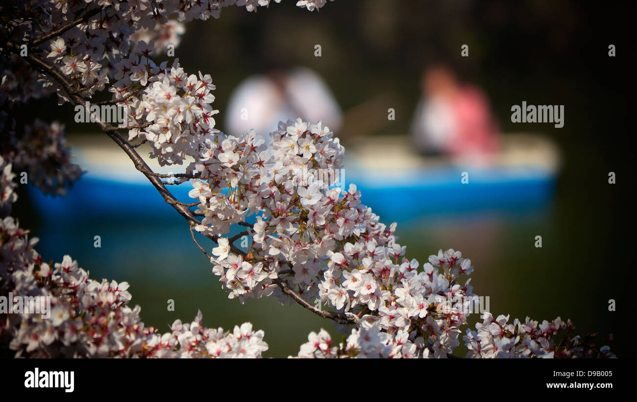 Cherry Blossom Viewing and Boating at Chidorigafuchi Ryokudo, Chiyoda, Tokyo Stock Photo