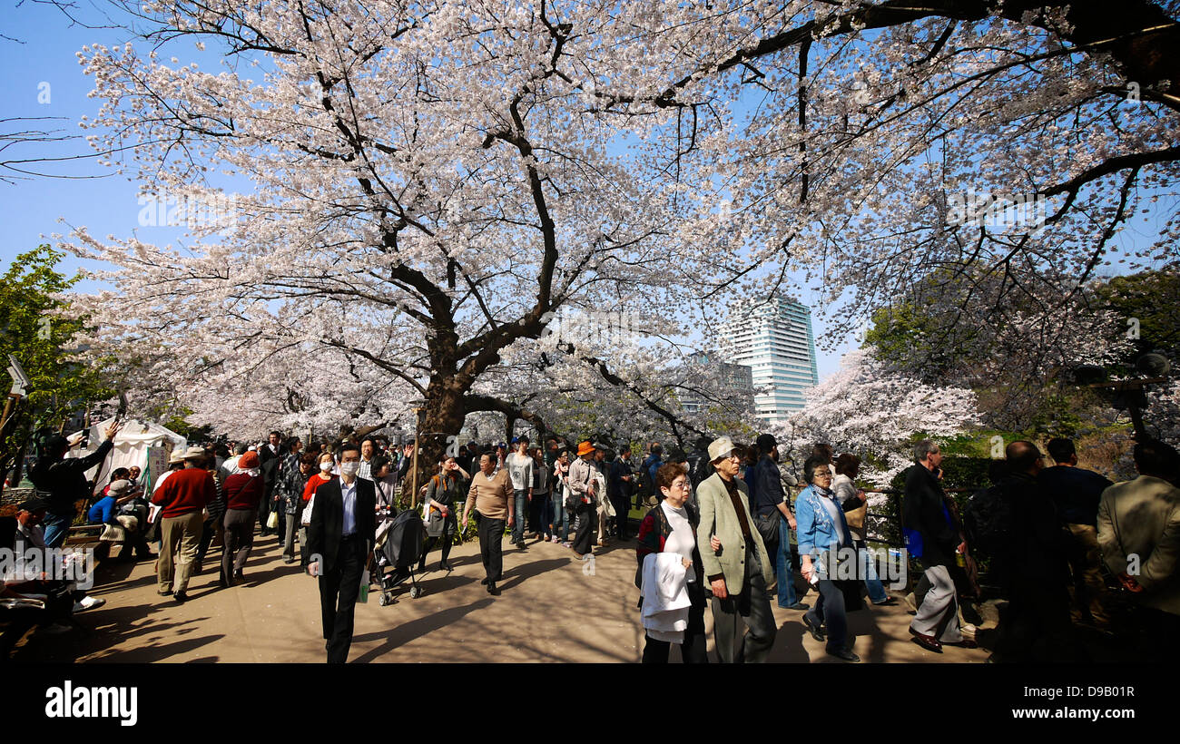 Cherry Blossom Viewing and Boating at Chidorigafuchi Ryokudo, Chiyoda, Tokyo Stock Photo