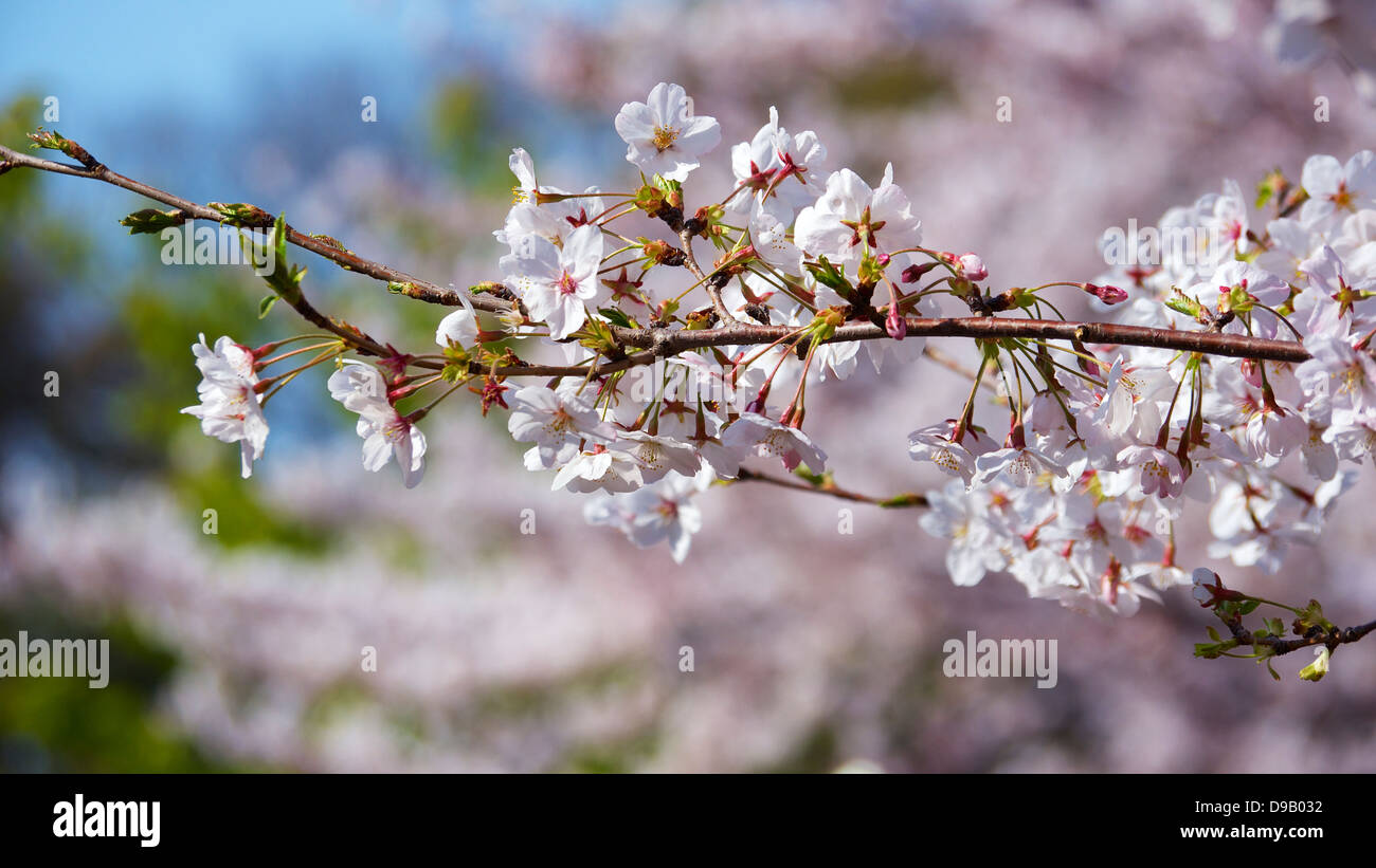 Cherry Blossom Viewing and Boating at Chidorigafuchi Ryokudo, Chiyoda, Tokyo Stock Photo