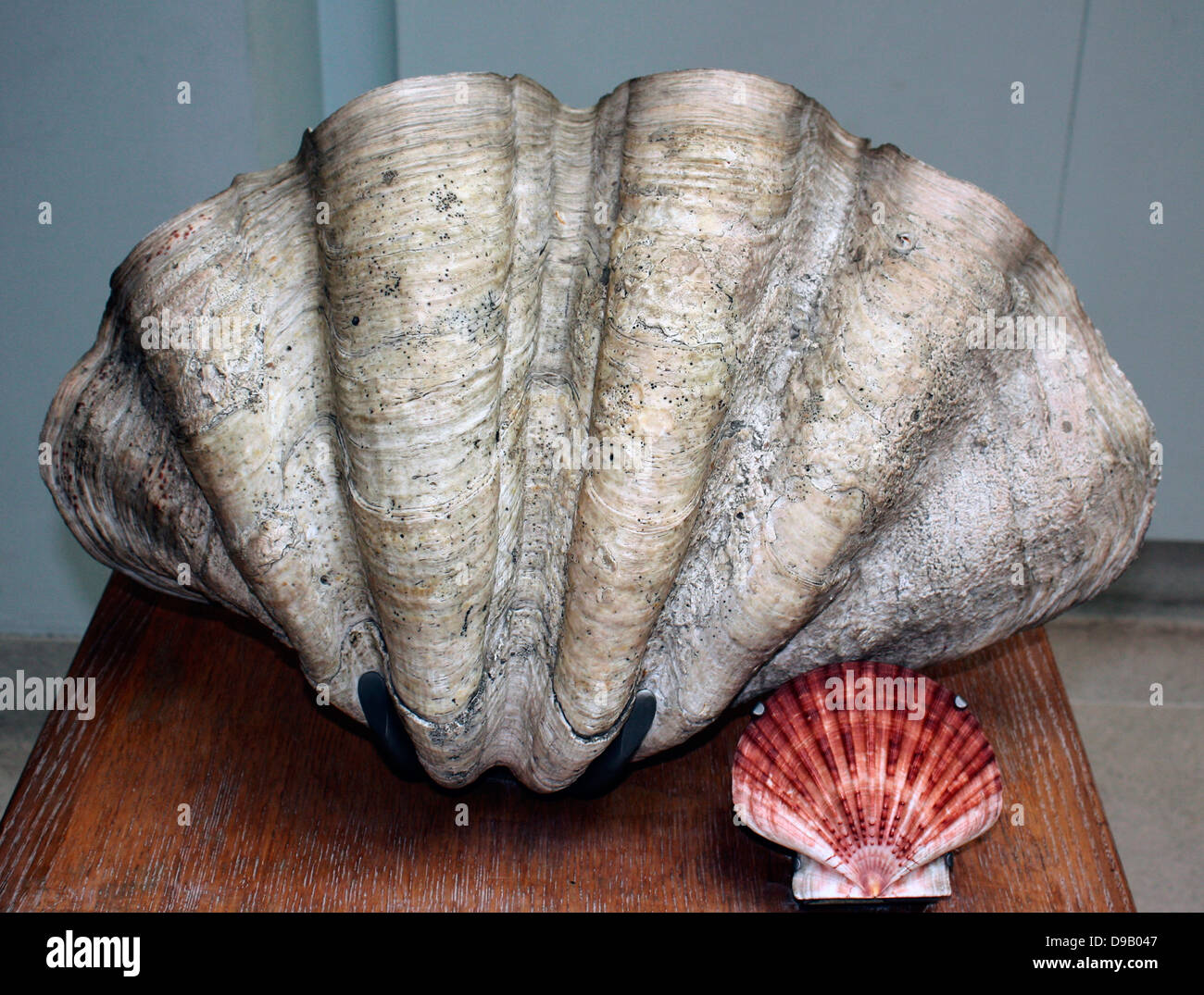 The Mollusc shell is typically an exoskeleton which encloses the animal in the Mollusca, which includes snails, clams, tusk shells and several other classes.  The shells in some mollusc show in bands e.g. seasons, tides, bad winters and pollution. Stock Photo