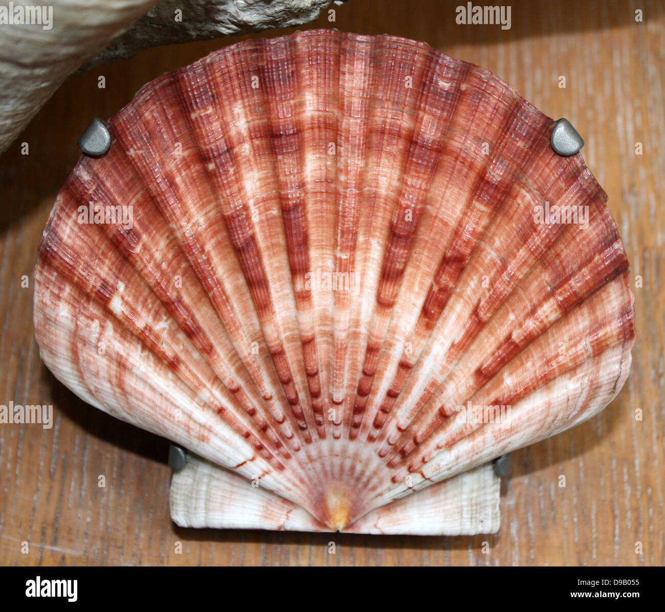 The Mollusc shell is typically an exoskeleton which encloses the Stock