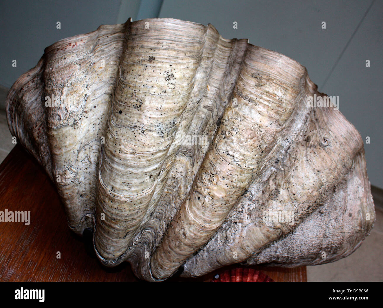 The Mollusc shell is typically an exoskeleton which encloses the animal in the Mollusca, which includes snails, clams, tusk shells and several other classes.  The shells in some mollusc show in bands e.g. seasons, tides, bad winters and pollution. Stock Photo