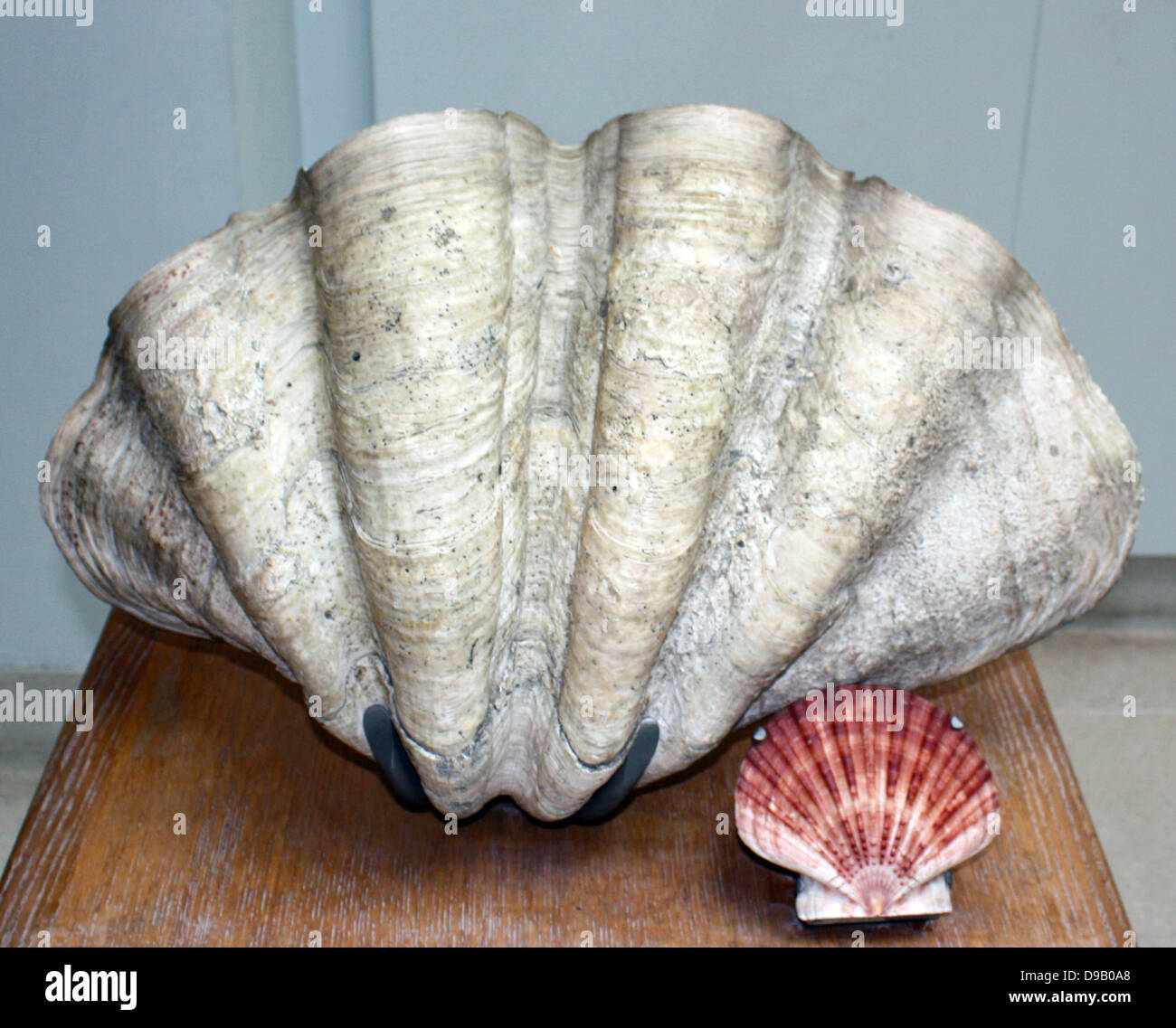 The Mollusc shell is typically an exoskeleton which encloses the animal in the Mollusca, which includes snails, clams, tusk shells and several other classes.  The shells in some mollusc show in bands e.g. seasons, tides, bad winters and pollution. Stock Photo