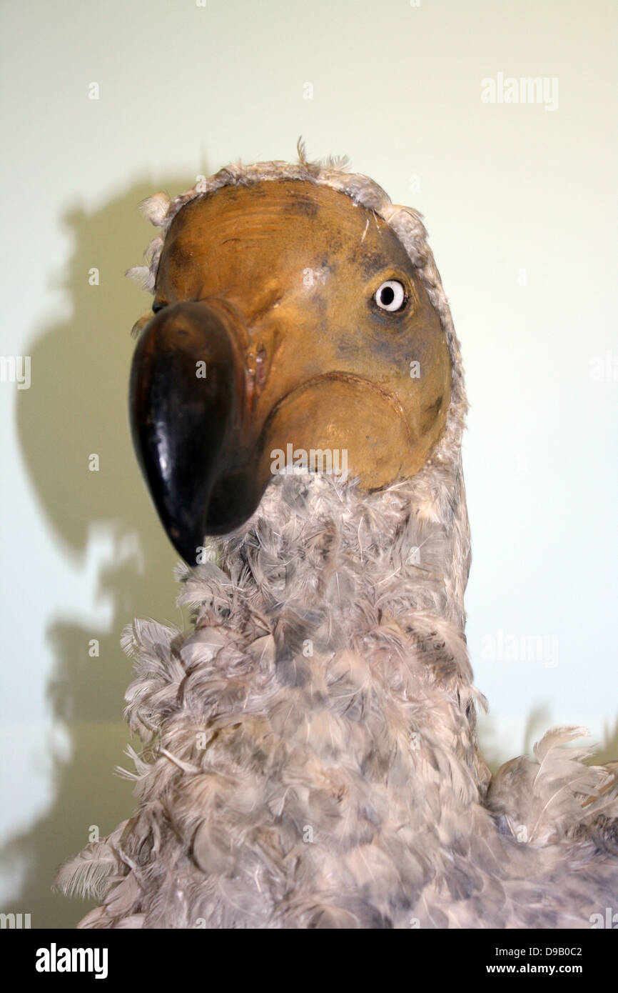 Dodo (Raphus cucullatus).  Model, life-size reconstruction - Mauritius.  Dodo species became extinct some time between 1640 and the mid 1660's.  They died out because of the disruption to their ground / living habits and the damage caused to their eggs and nests by pigs, monkeys, rats etc released onto the island by people. Stock Photo