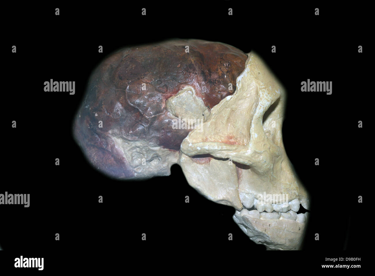 Part of the skull and brain cast of a young gracile australopithecine, Australopithecinus africanus.  Original in the University of the Witwatersrand, Johannesburg, South Africa. Stock Photo