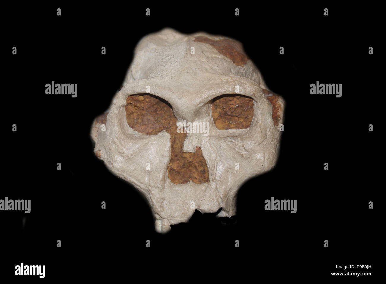 Part of the skull of an australopithecine - originally called Stock Photo
