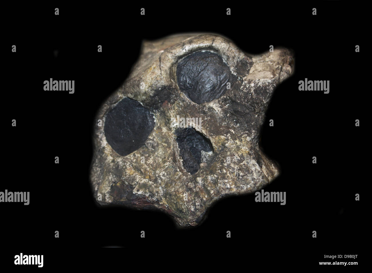 Part of the skull of an australopithecine.  Original in Kenya National Museum, Nairobi. Stock Photo