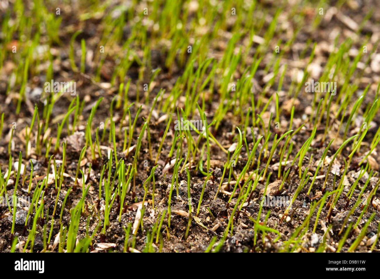 Grass seeds and seedlings. Stock Photo