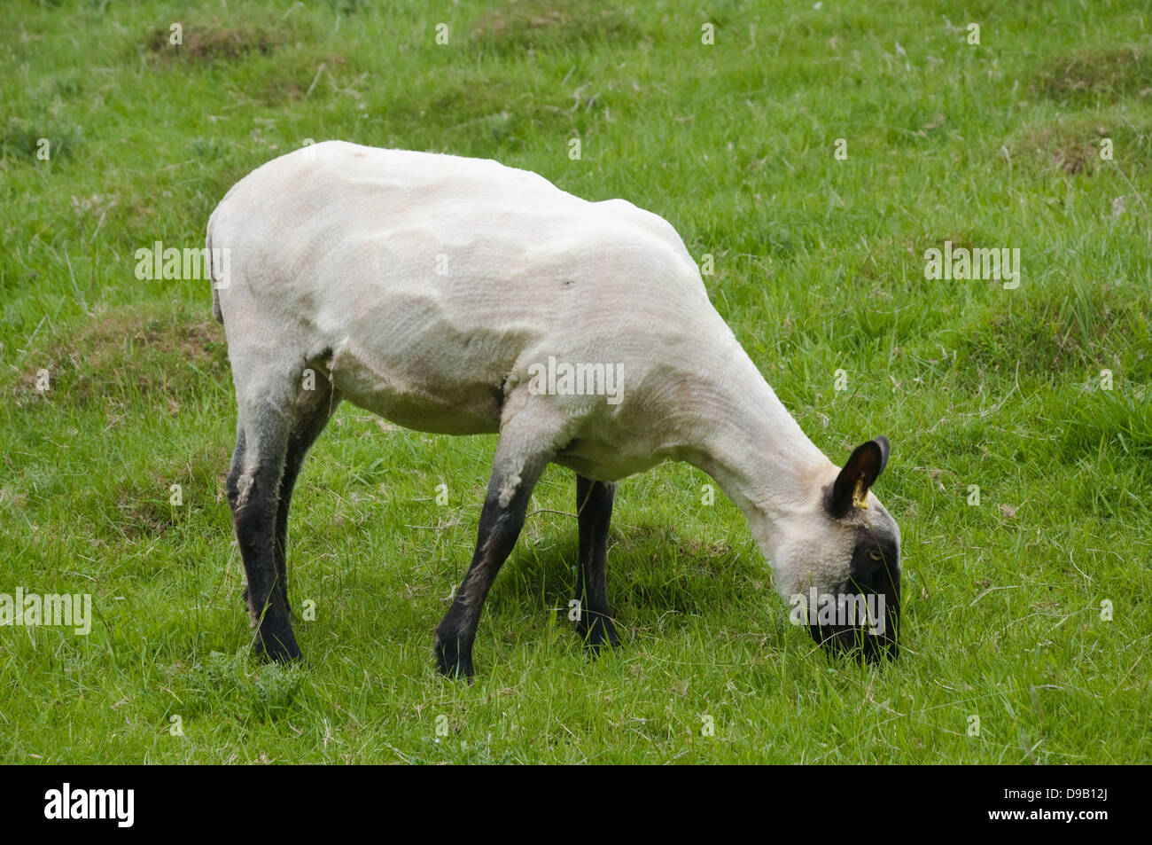 A newly shorn sheep grazing in an English meadow. UK. Stock Photo