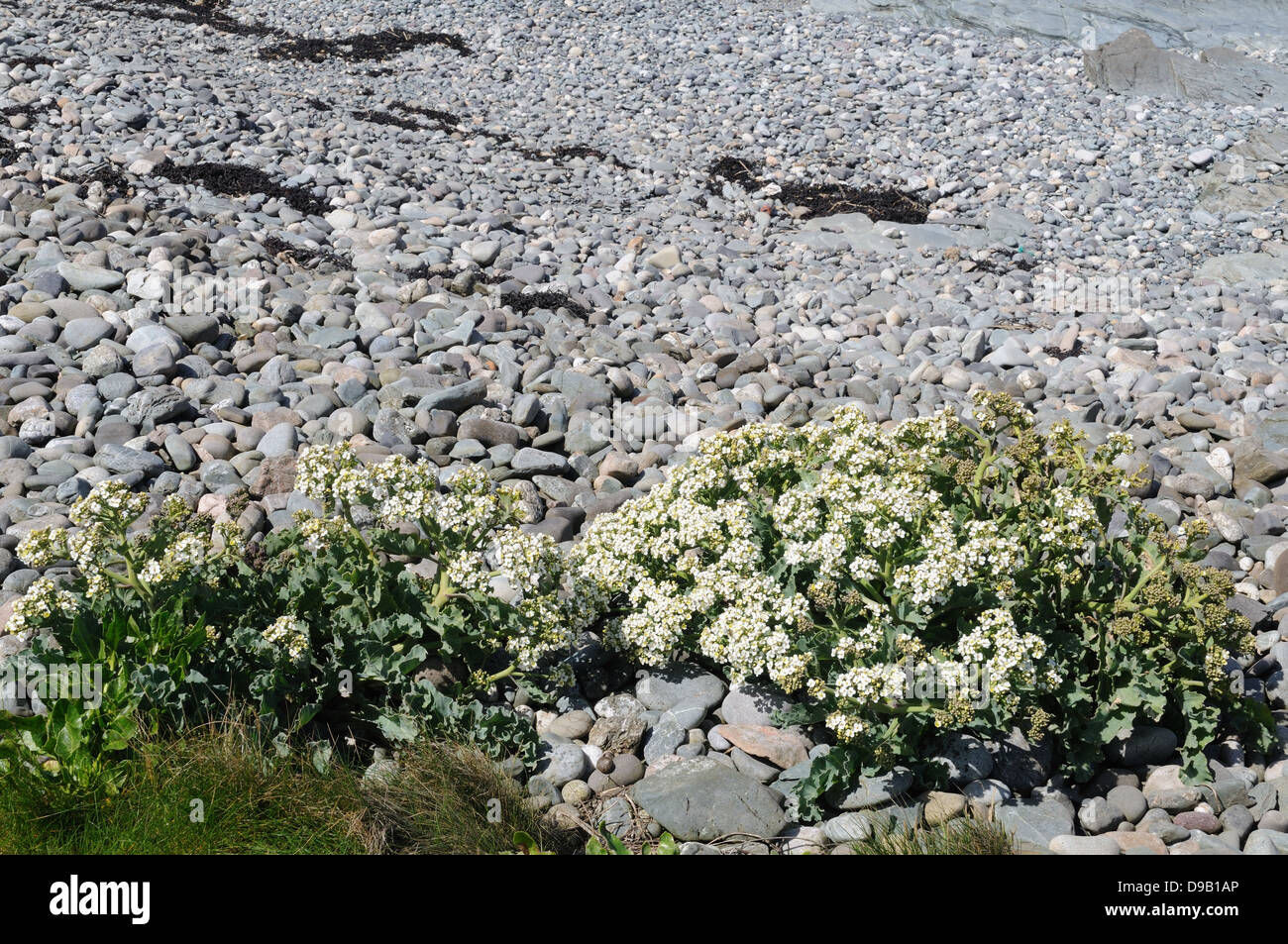Sea kale in flower Crambe maritima growing on a pebble beach Cemlyn  Bay Anglesey Stock Photo