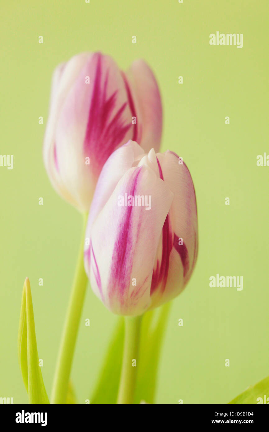 Tulip flowers against green background, close up Stock Photo - Alamy