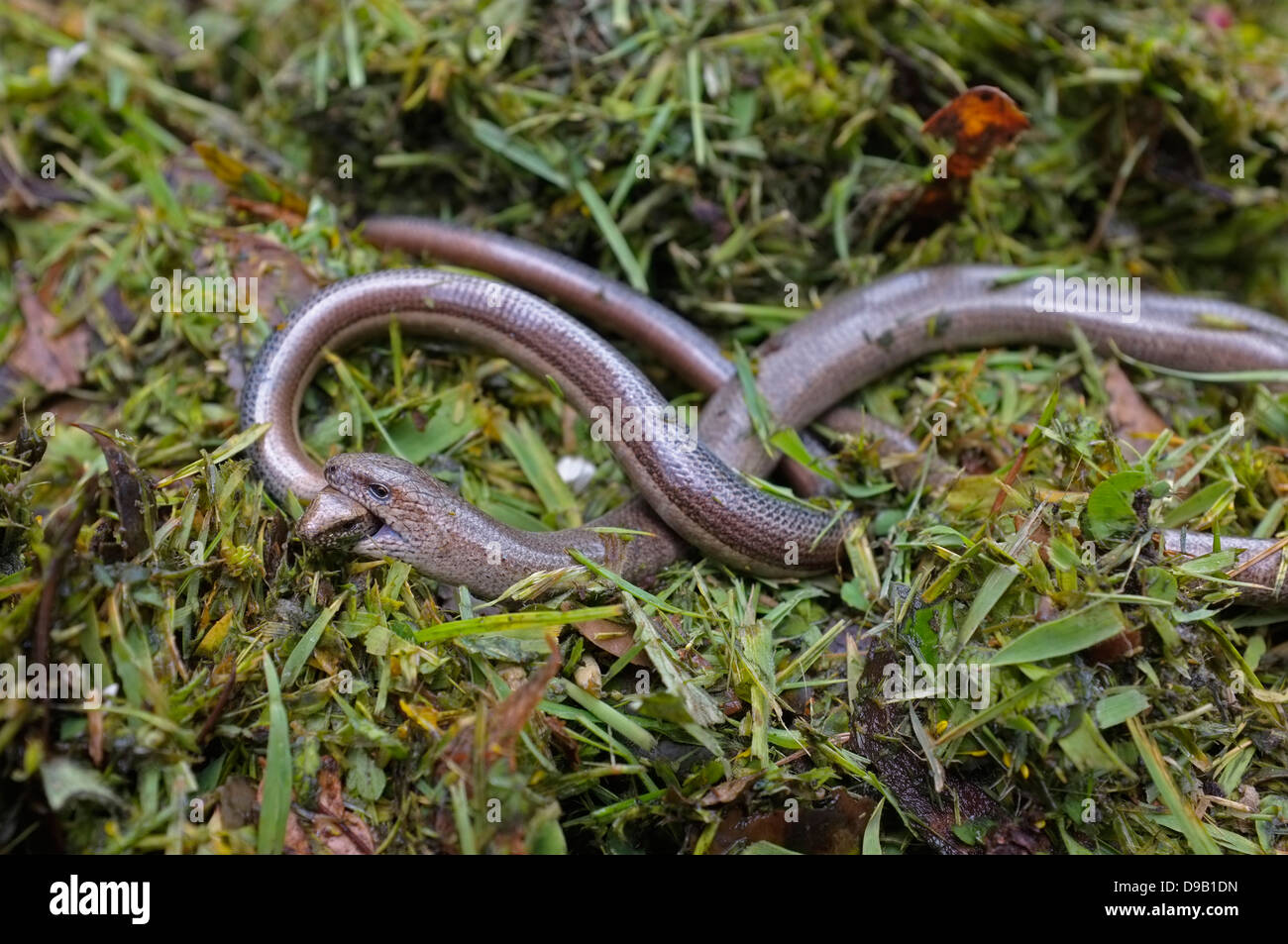 Slow worms mating, male holding female's head Stock Photo