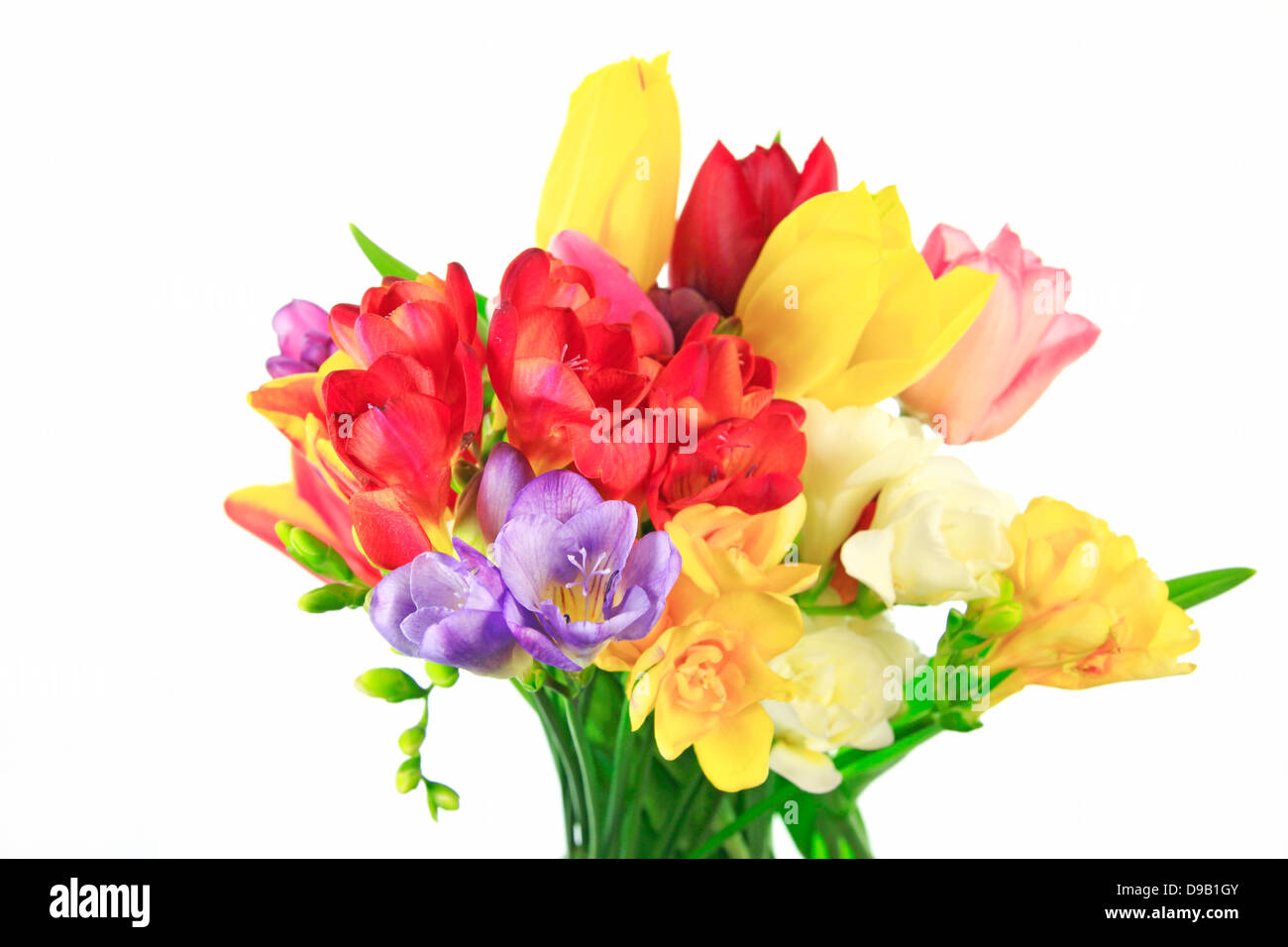 Tulip and Fresien against white background, close up Stock Photo