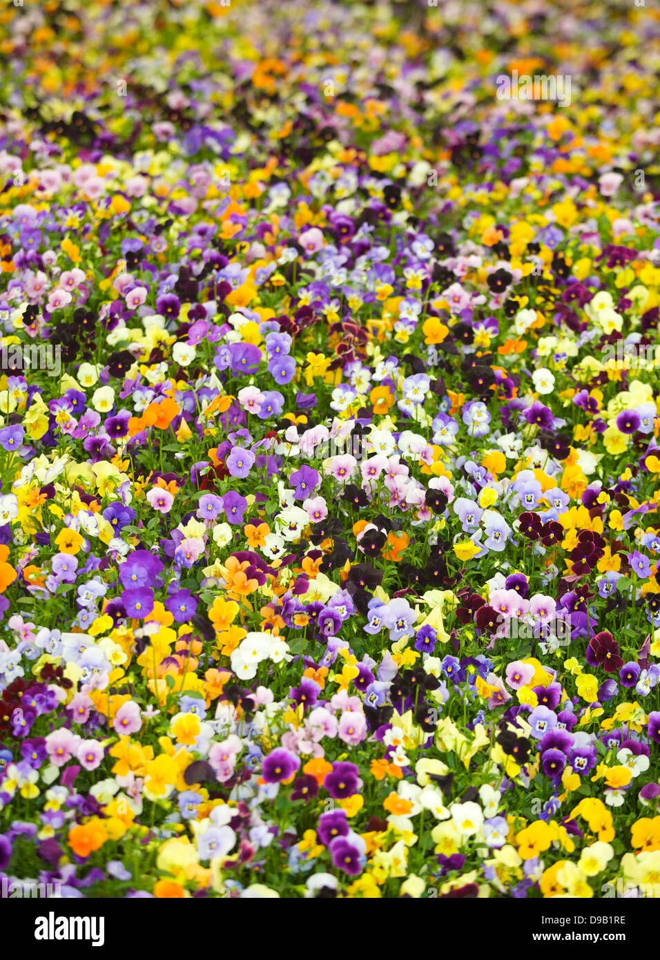 Violas and pansies hires stock photography and images Alamy