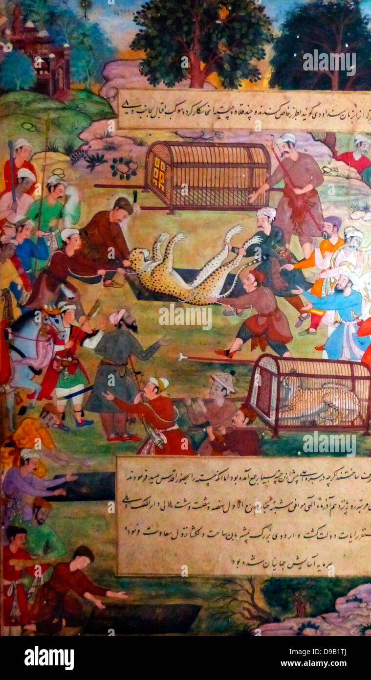 Akbar lifting captured cheetahs.  From the Akbarnama (Book of Akbar).  Comparison by Tulsi, painting by Narayan. Opaque watercolour and gold on paper, Mughal.  This painting records the first occasion (in 1560) when Akbar hunted cheetahs.   Animals were caught by luring them into specially dug pits, then tamed and trained to hunt. Stock Photo