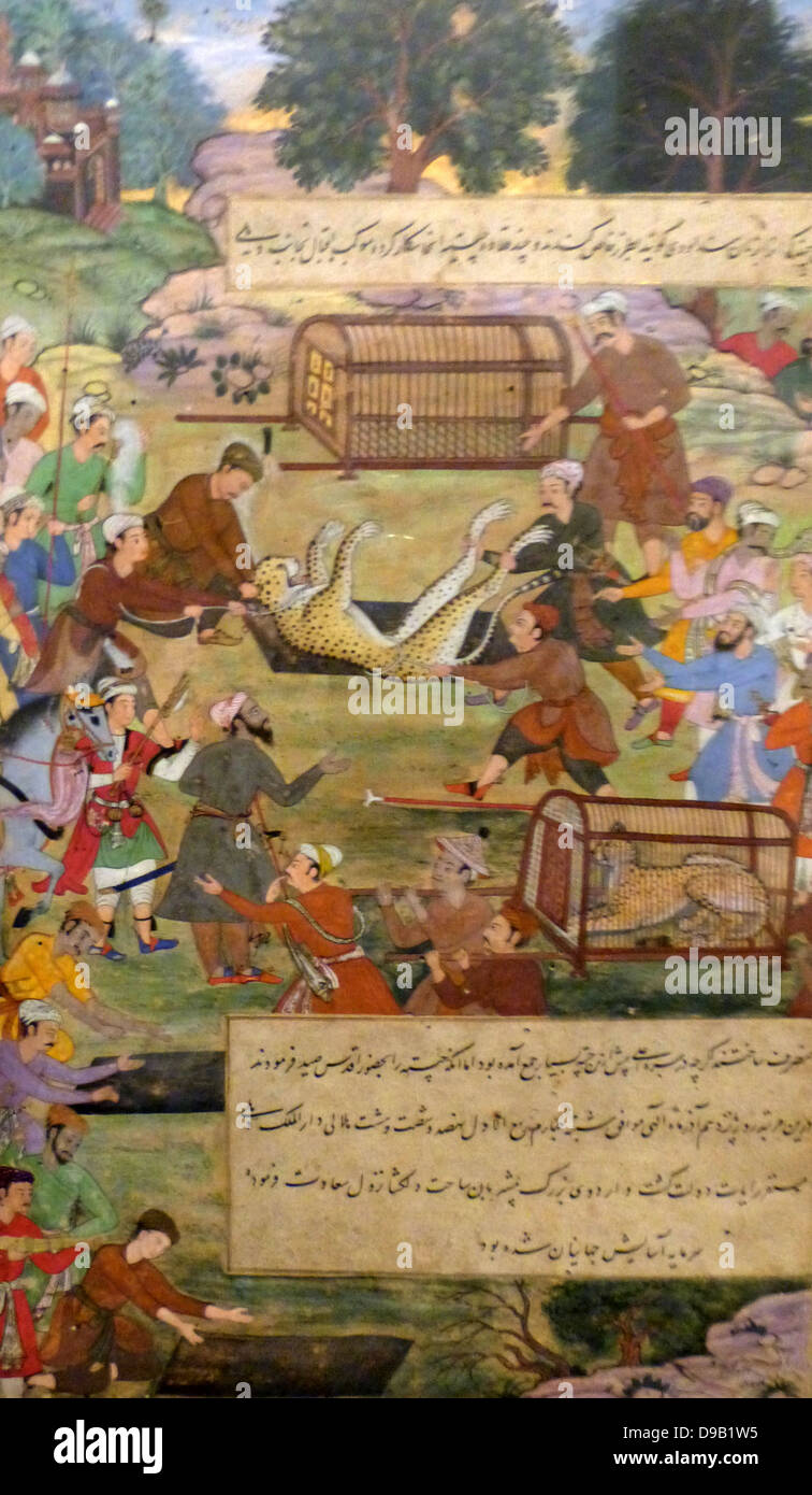 Akbar lifting captured cheetahs.  From the Akbarnama (Book of Akbar).  Comparison by Tulsi, painting by Narayan. Opaque watercolour and gold on paper, Mughal.  This painting records the first occasion (in 1560) when Akbar hunted cheetahs. Stock Photo